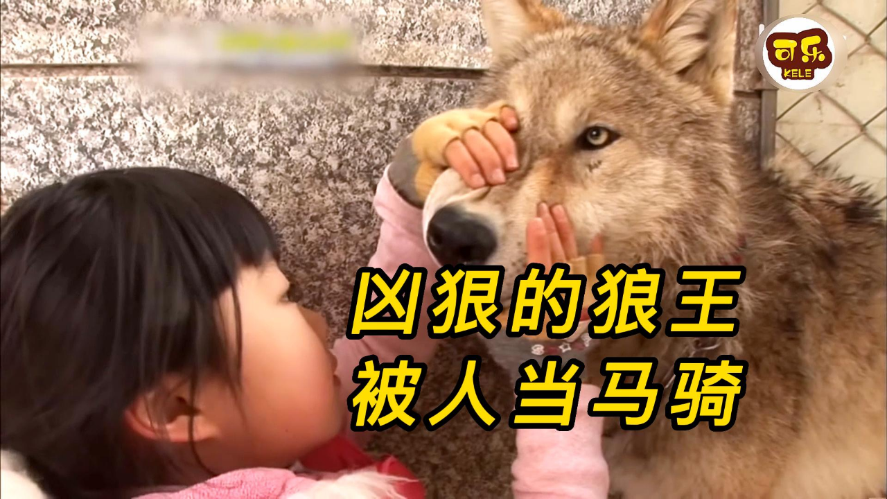 世人都害怕的狼王,却对小女孩言听计从,结尾真的很暖心 | 纪录片