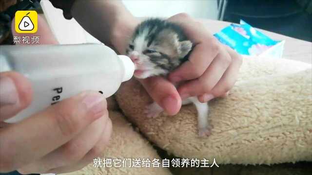 程序员救助3只被遗弃奶猫,公司“猫奴”轮流照顾