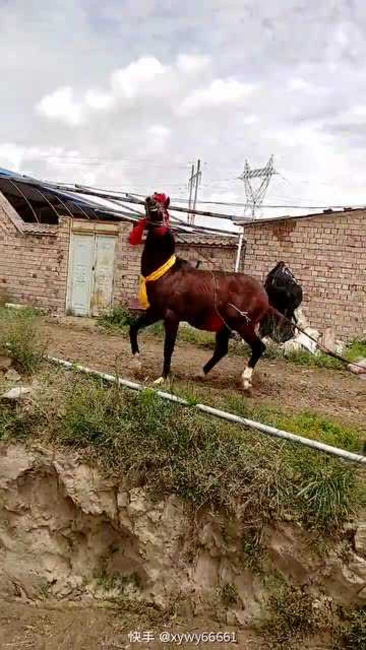 东兴王子中午改良_腾讯视频