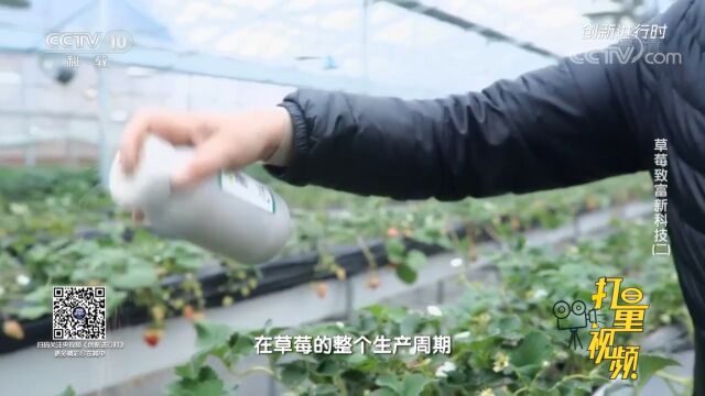 果农听从专家建议利用生物防治消灭病虫害,效果如何