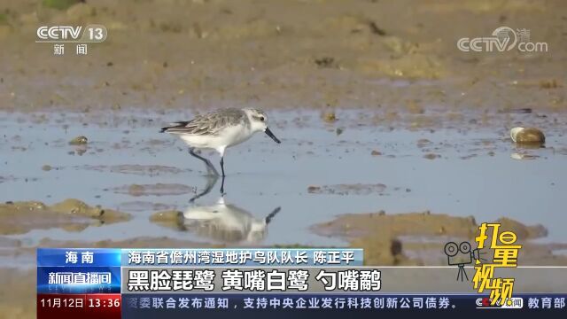 海南儋州湾湿地:迁徙季迎来大批候鸟,珍稀濒危鸟类增多