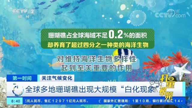 关注气候变化!全球多地珊瑚礁出现大规模“白化现象”