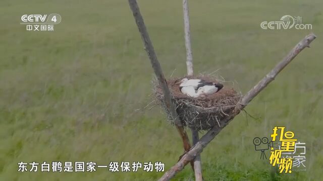 东方白鹳是国家一级保护动物,以小鱼、蛙、昆虫等为食