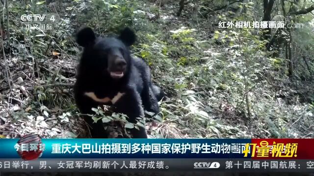 重庆大巴山:拍摄到林麝等多种国家保护野生动物画面