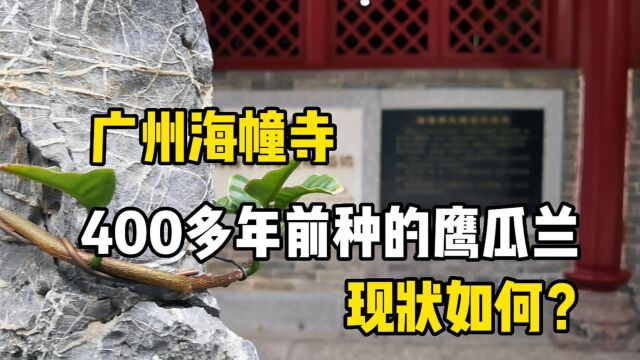 广州“五大丛林”中的海幢寺,400年前种了棵鹰爪兰,还活着吗?