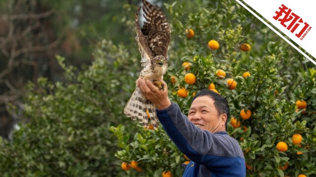 现场:国家二级保护动物凤头鹰捕食松鼠误入防鼠网 果农出手解救