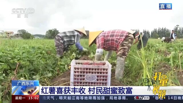 广西东兴:红薯喜迎来大丰收,又糯又甜惹人爱,村民甜蜜致富