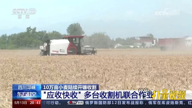 四川邛崃:10万亩小麦陆续开镰收割