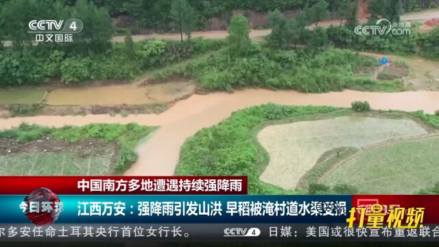 江西万安:强降雨引发山洪,早稻被淹、村道水渠受损