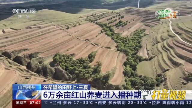 山西朔州:6万余亩红山荞麦进入播种期