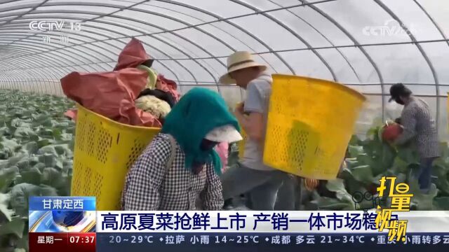 甘肃定西:高原夏菜抢鲜上市,产销一体市场稳定