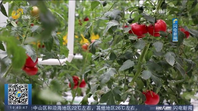 大开眼界!离地18米种菜,来看看济南这家“天空农场”长啥样