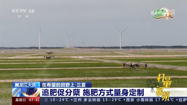 黑龙江大庆:水稻夏管正当时,改良盐碱见成效