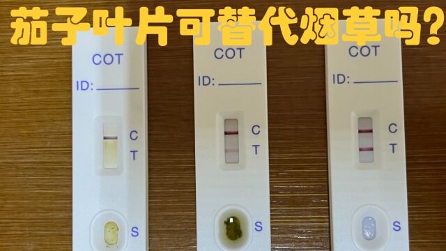 茄子叶片替代烟草叶片可行性初探及茄子叶片是否含有尼古丁?