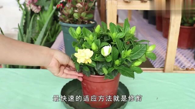 枙子花怎么读,如何让它顺利开花