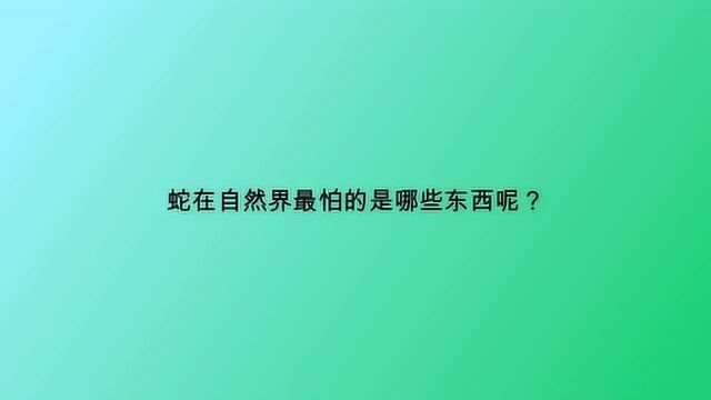 蛇在自然界最怕的是哪些东西呢?