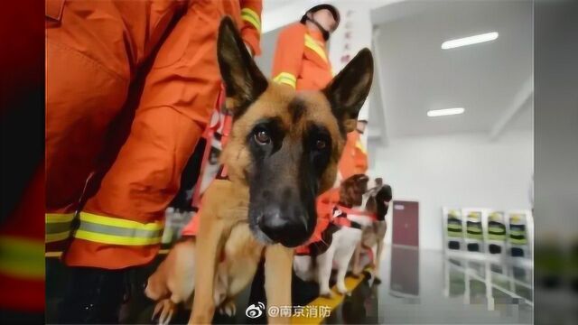 功勋搜救犬“沈虎”去世,曾在汶川地震废墟中救出15人