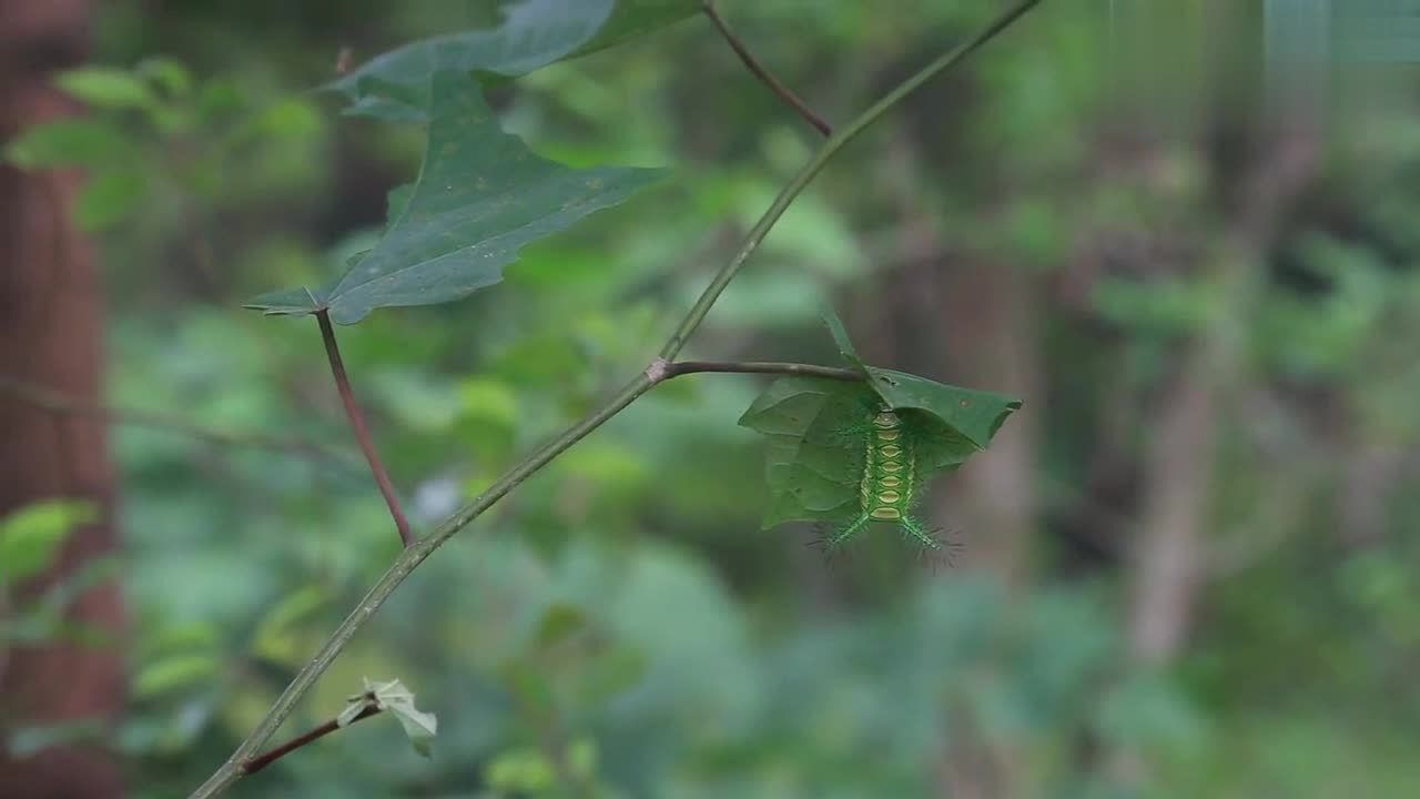 网友实拍四川神兽:八角丁,外形真的超可怕