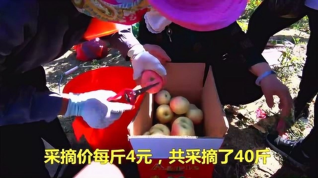 山东乳山苹果真便宜!果园现摘红富士1斤4元,比超市里便宜多了