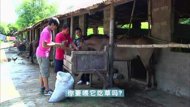 看着西班牙当地的马儿,小伙看着就羡慕,这地位太高了