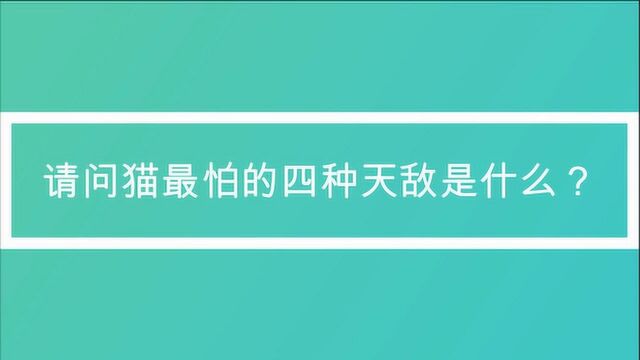 请问猫最怕的四种天敌是什么?