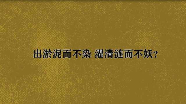 出淤泥而不染 濯清涟而不妖?