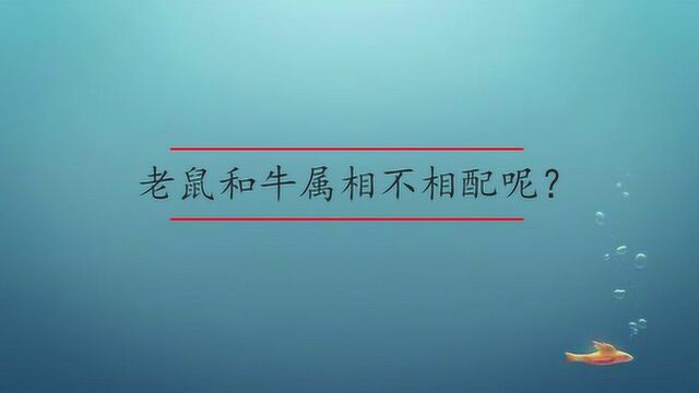 老鼠和牛属相不相配呢?