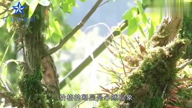 揭秘!如今石斛为何跌下“神坛”!现在铁皮石斛多少钱一斤