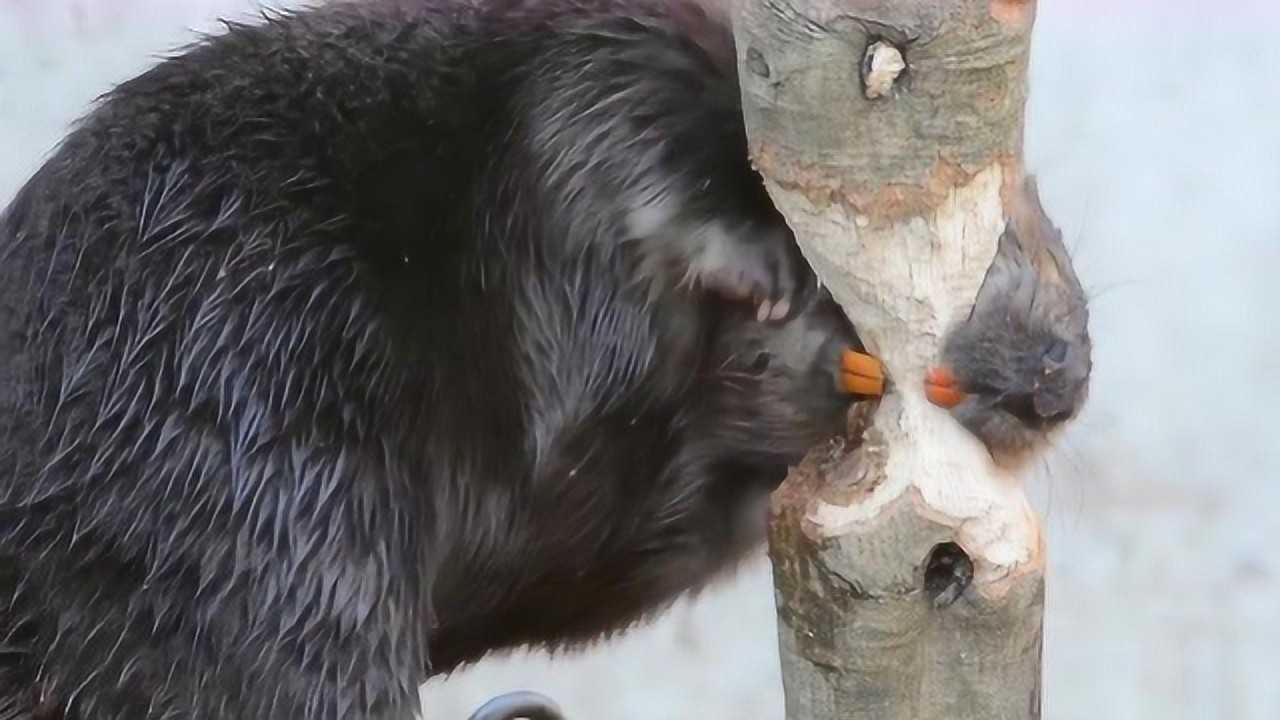 河狸咬断直径10cm树要用多久门齿犹如电锯快到让人佩服