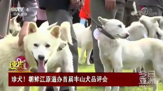 珍犬!朝鲜江原道办首届丰山犬品评会