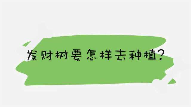 发财树要怎样去种植?