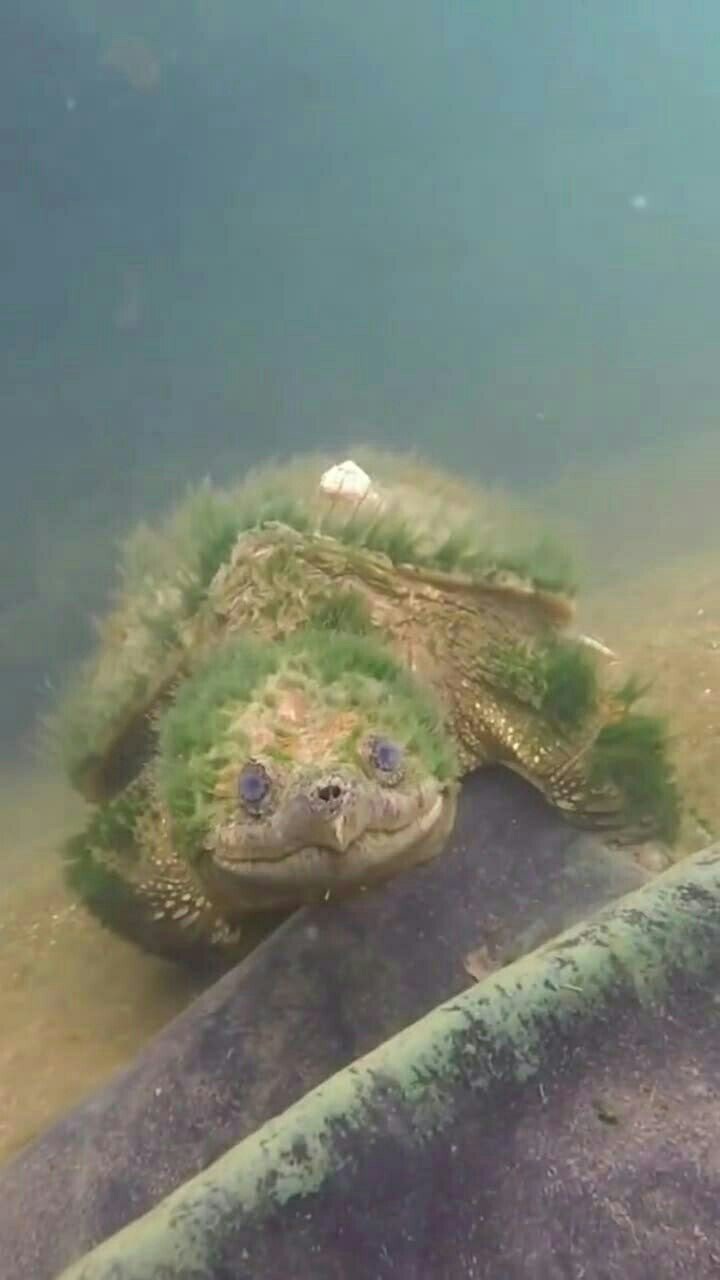 绿毛龟哎,看起来好凶