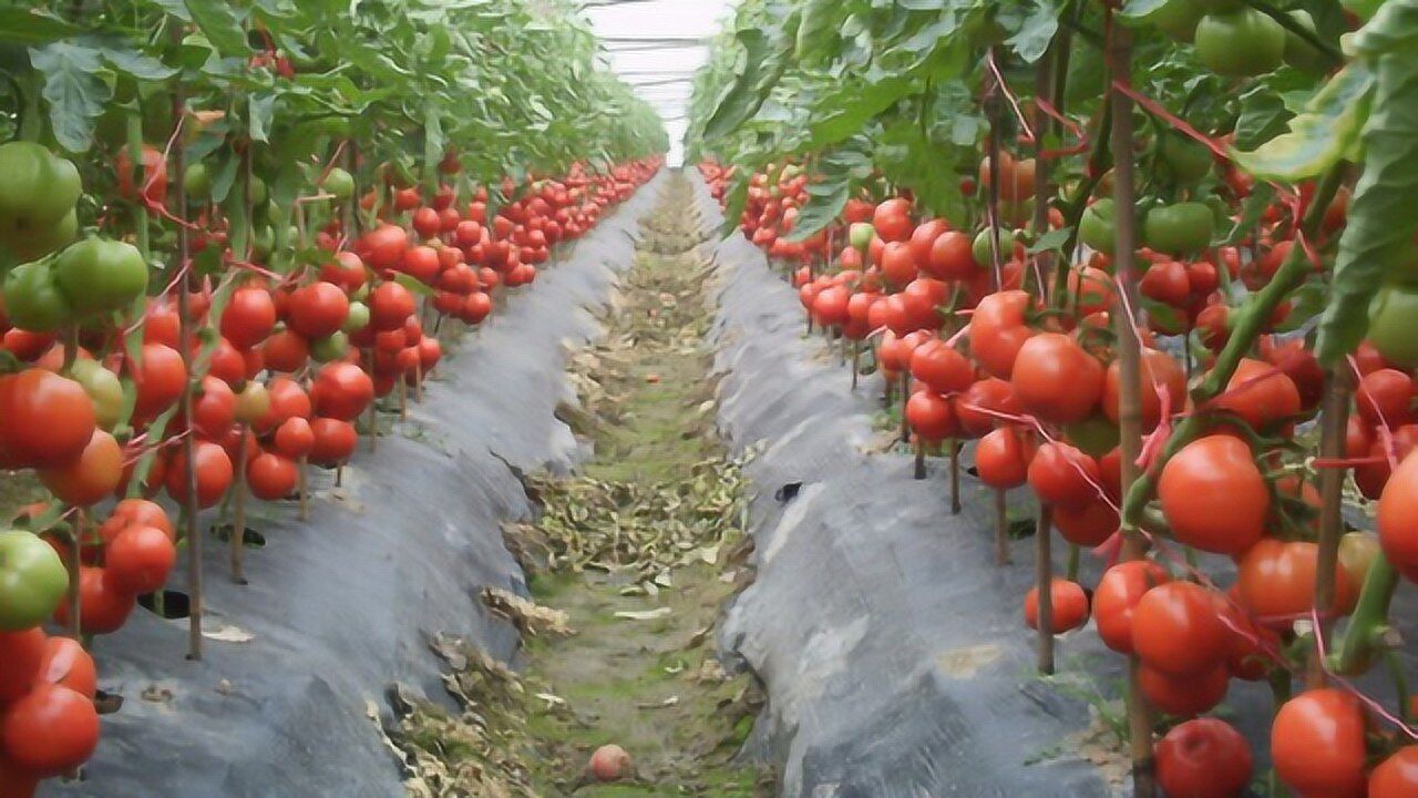 农村大叔种8年西红柿,二亩地半年收益45000元,这收益真让人羡慕