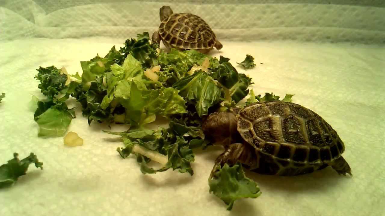 俄罗斯陆龟 四爪陆龟 小龟宝宝们喂食了