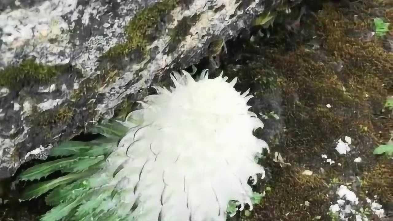 新疆是天山雪莲石莲你这个最多算西山石莲没有对比就没有伤害