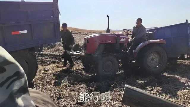 东北农民忙秋收,今年雨大地粘车打滑,一根油丝绳一台车拽着干