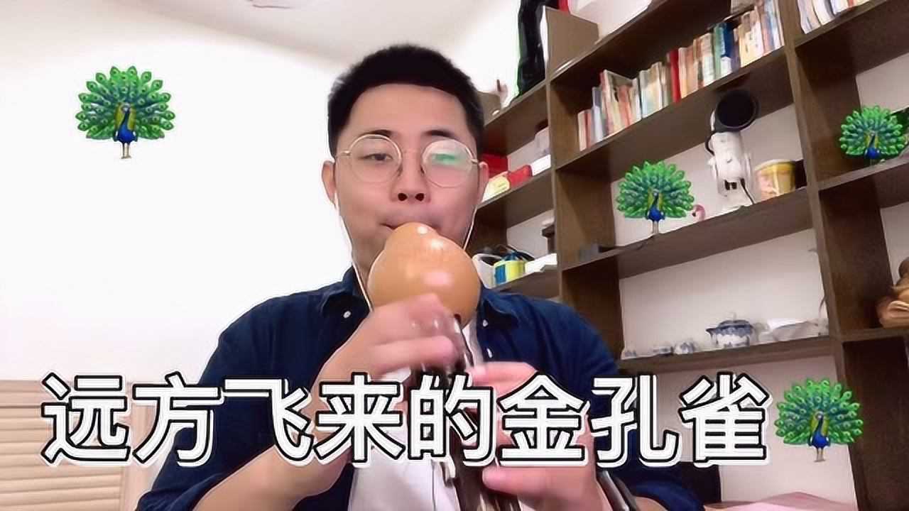 葫芦丝清吹远方飞来的金孔雀