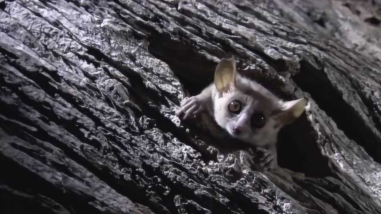 最小的靈長類動物--鼠狐猴,夜間外出進食花蜜,偶爾捕到飛蛾,吃頓大餐!