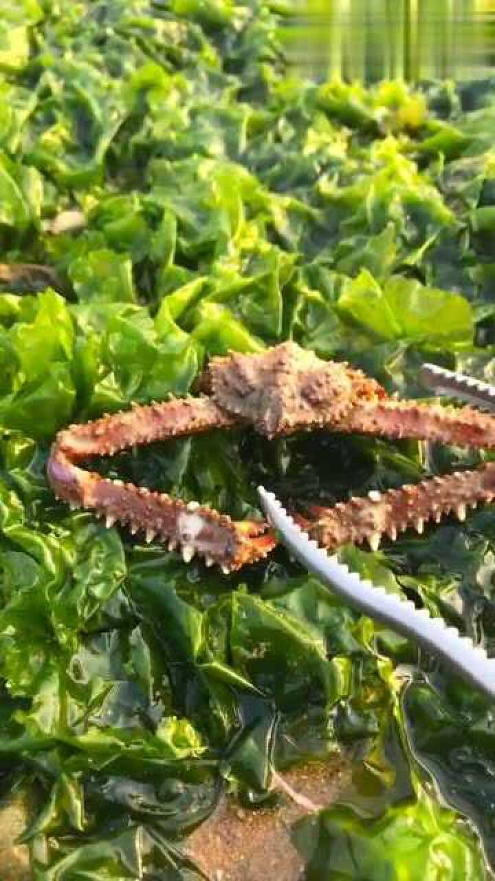 小伙子沙滩赶海,在海草底下发现八爪鱼,太幸运了!