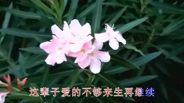 李智英/蓝玫瑰一首《今生有缘和你在一起》好听极了,醉人心扉!