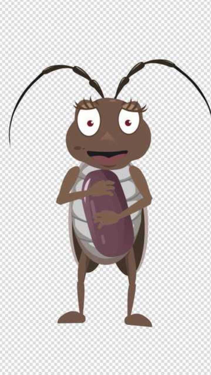 天啊!一只母蟑螂1年可以生10万只宝宝!