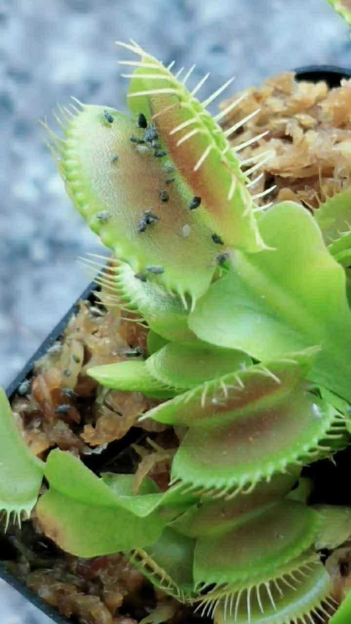 食人花这是吃了什么?看着好可怕