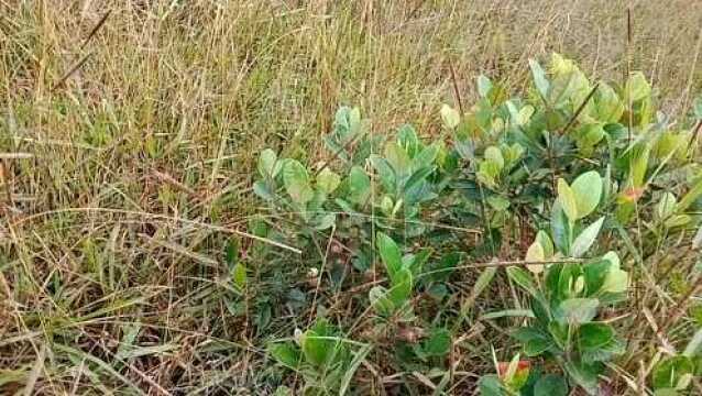 实拍:广东信宜天马山大草原去过的人有何感想