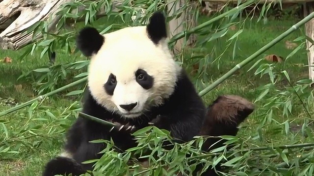 熊猫圆梦越来越适应独立生活的日子,两只大耳朵还是那么讨喜