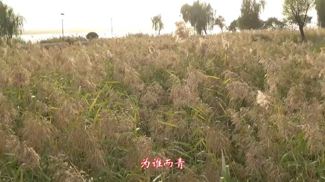 芦叶青青芦花白—长荡湖湿地、钱资湖公园、愚池公园芦花掠影