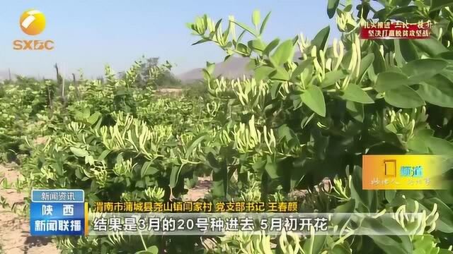 贫困村党支部书记带领73户群众种植金银花,收入突破1000万元