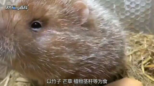 竹鼠的秘密生活