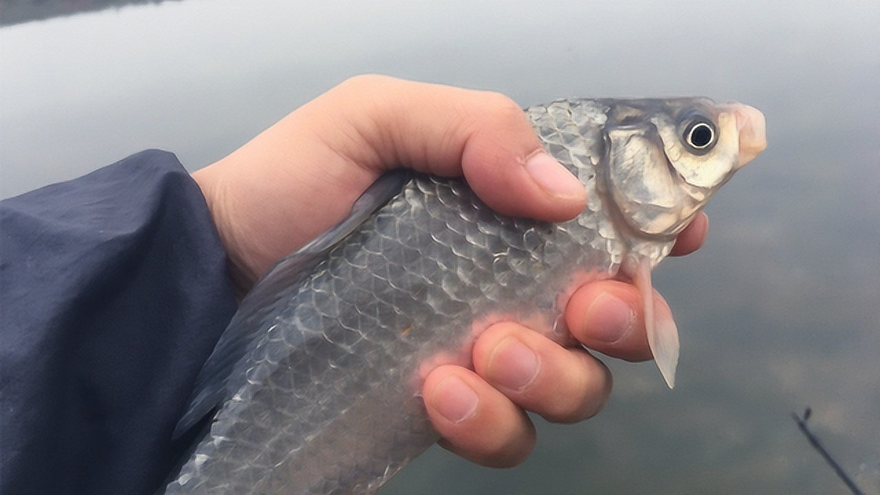 水库矶竿滑漂钓鲫鱼用酒米加泥巴打窝让鱼尝尝不一样的味道