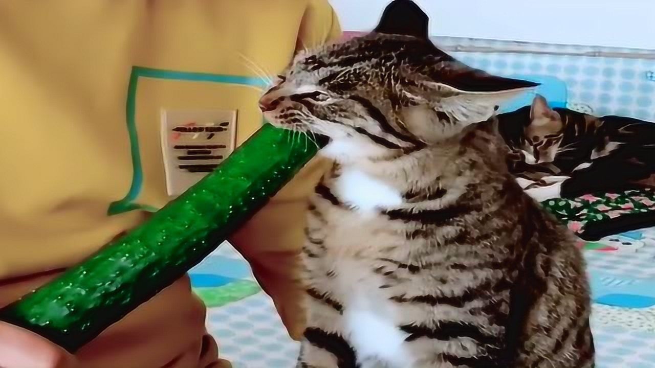 让你们看看我家的傻猫，啃黄瓜特带劲，搞不懂啊！_腾讯视频