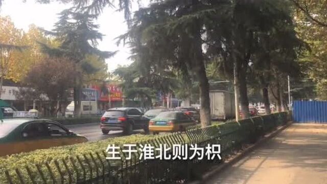 实拍淮南市街景,淮南市位于淮河南岸,淮南属于南方还是北方?